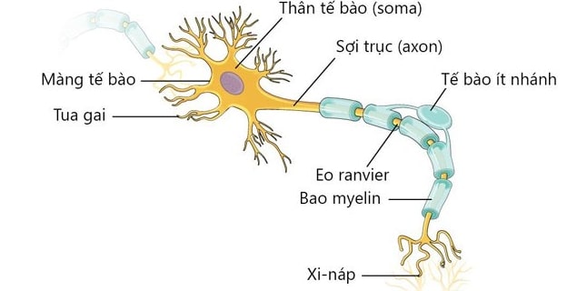 Cấu trúc của tế bào thần kinh trong cơ thể