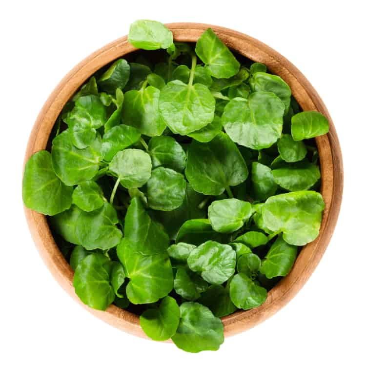 Cải xoong là một loại thực phẩm ít calo