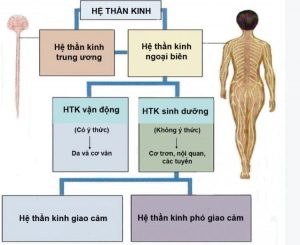 Tổ chức hệ thần kinh của cơ thể