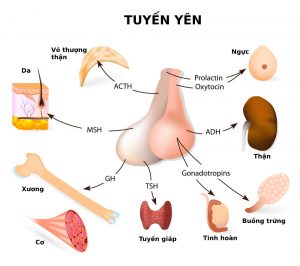 Trúc yên