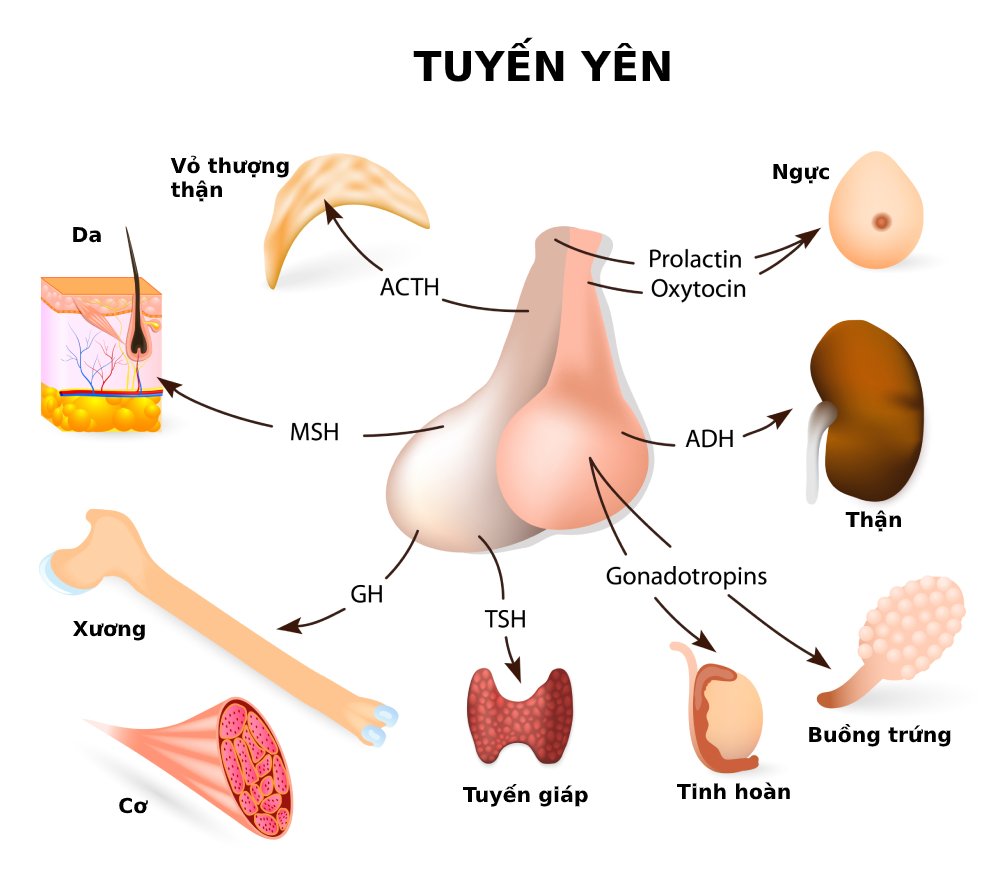 Trúc yên