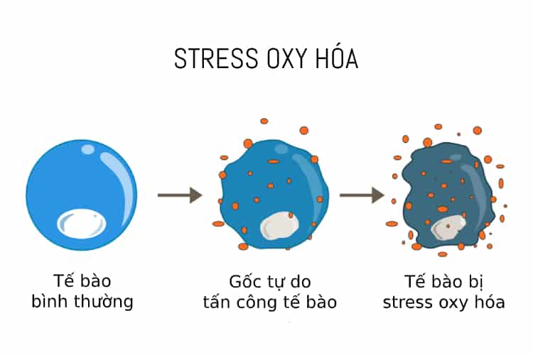 stress oxy hóa